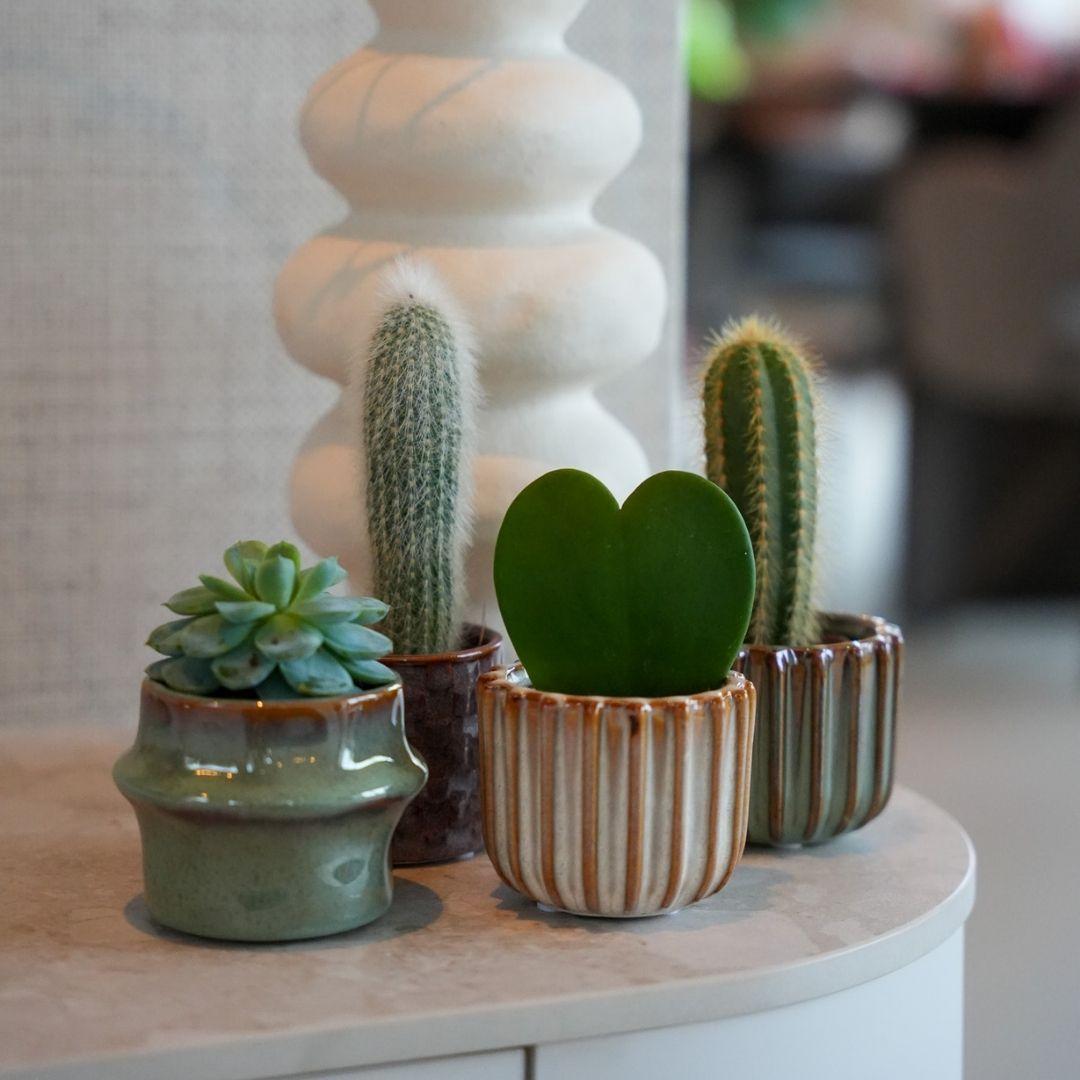 {{ product.title }} | Flora Cadeau
