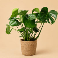 Verpakking — Monstera Deliciosa (Gatenplant) met Mand - 60cm - Ø21