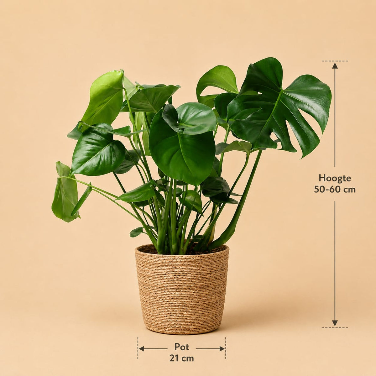 {{ product.title }} | Flora Cadeau