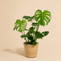 Verpakking — Monstera Deliciosa (Gatenplant) met Mand Selin - 80cm - Ø21