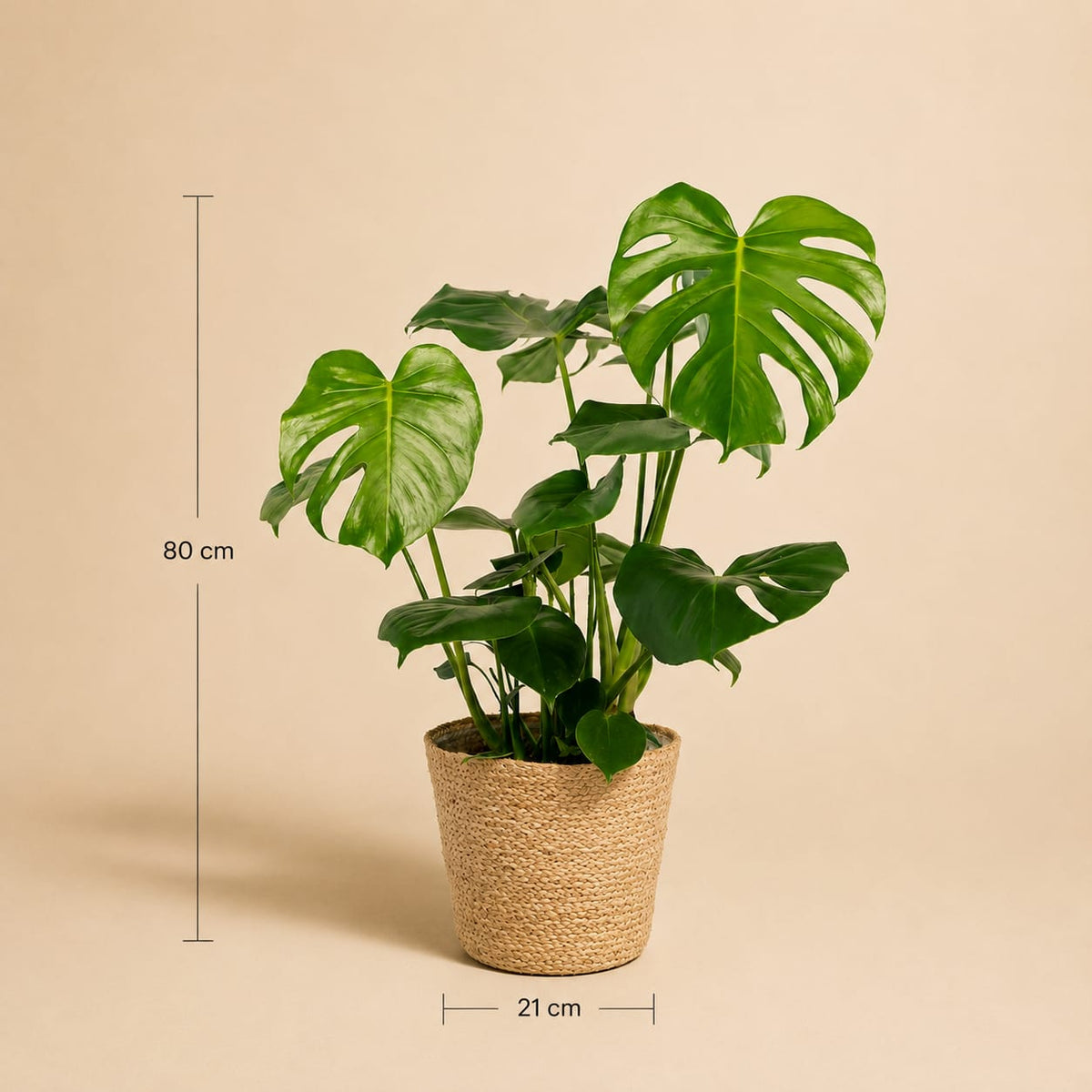 {{ product.title }} | Flora Cadeau