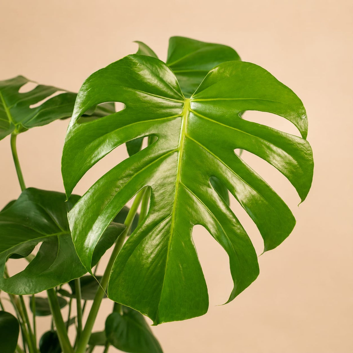 {{ product.title }} | Flora Cadeau