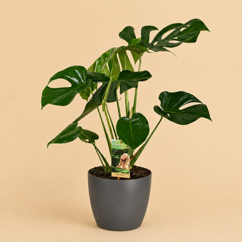{{ product.title }} | Flora Cadeau
