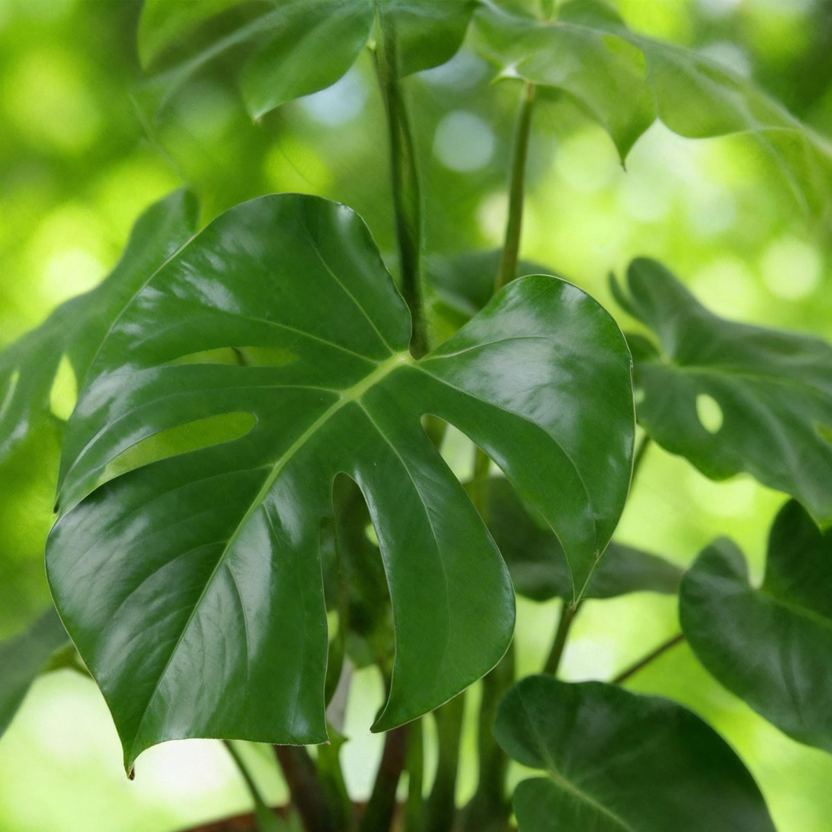 {{ product.title }} | Flora Cadeau