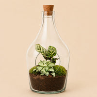 Verpakking — Open terrarium Joss - Calathea Makoyana & Fittonia white Tiger - ↑ 30 cm