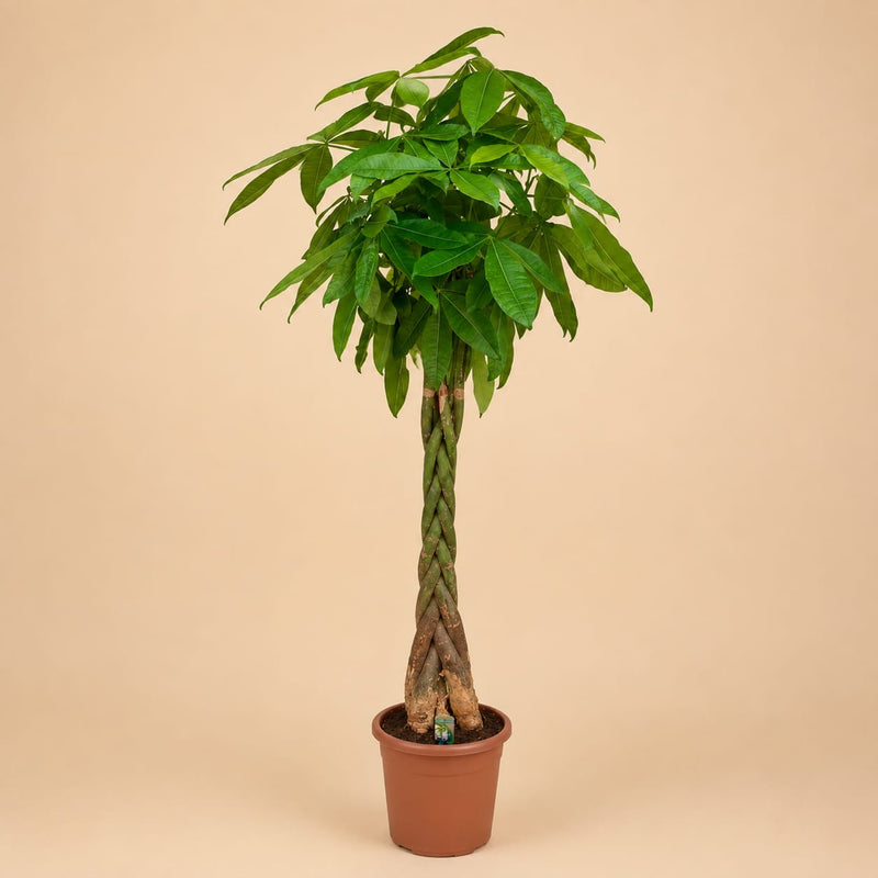 {{ product.title }} | Flora Cadeau