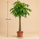 {{ product.title }} | Flora Cadeau