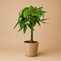{{ product.title }} | Flora Cadeau