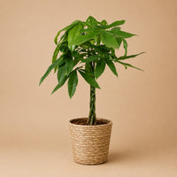 Verpakking — Pachira Aquatica  (Geldboom) Gevlochten Stam  met Mand - 80-90cm - Ø21