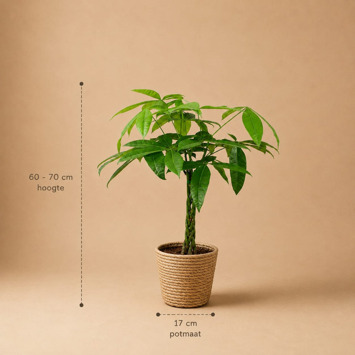 {{ product.title }} | Flora Cadeau