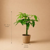 {{ product.title }} | Flora Cadeau