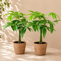Verpakking — Pachira Aquatica (Geldboom) met Gevlochten Stam in Mand - Set van 2 - 60-70cm - Ø17