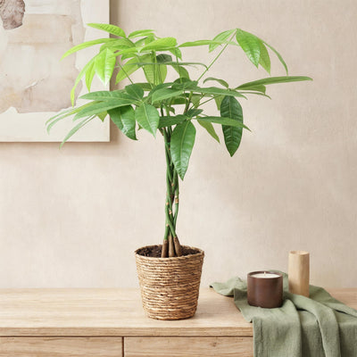 {{ product.title }} | Flora Cadeau