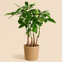 Verpakking — Pachira Aquatica Geldboom Multi Stam met Mand | 50-55 cm | Ø17 cm