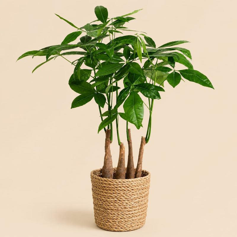 {{ product.title }} | Flora Cadeau