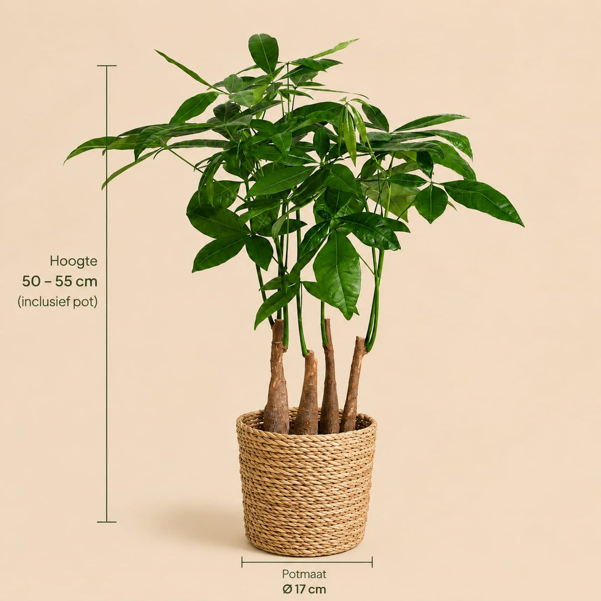 {{ product.title }} | Flora Cadeau
