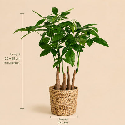 {{ product.title }} | Flora Cadeau