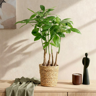 {{ product.title }} | Flora Cadeau