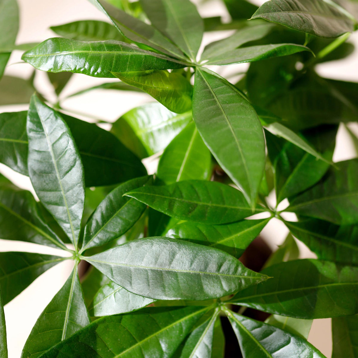 {{ product.title }} | Flora Cadeau