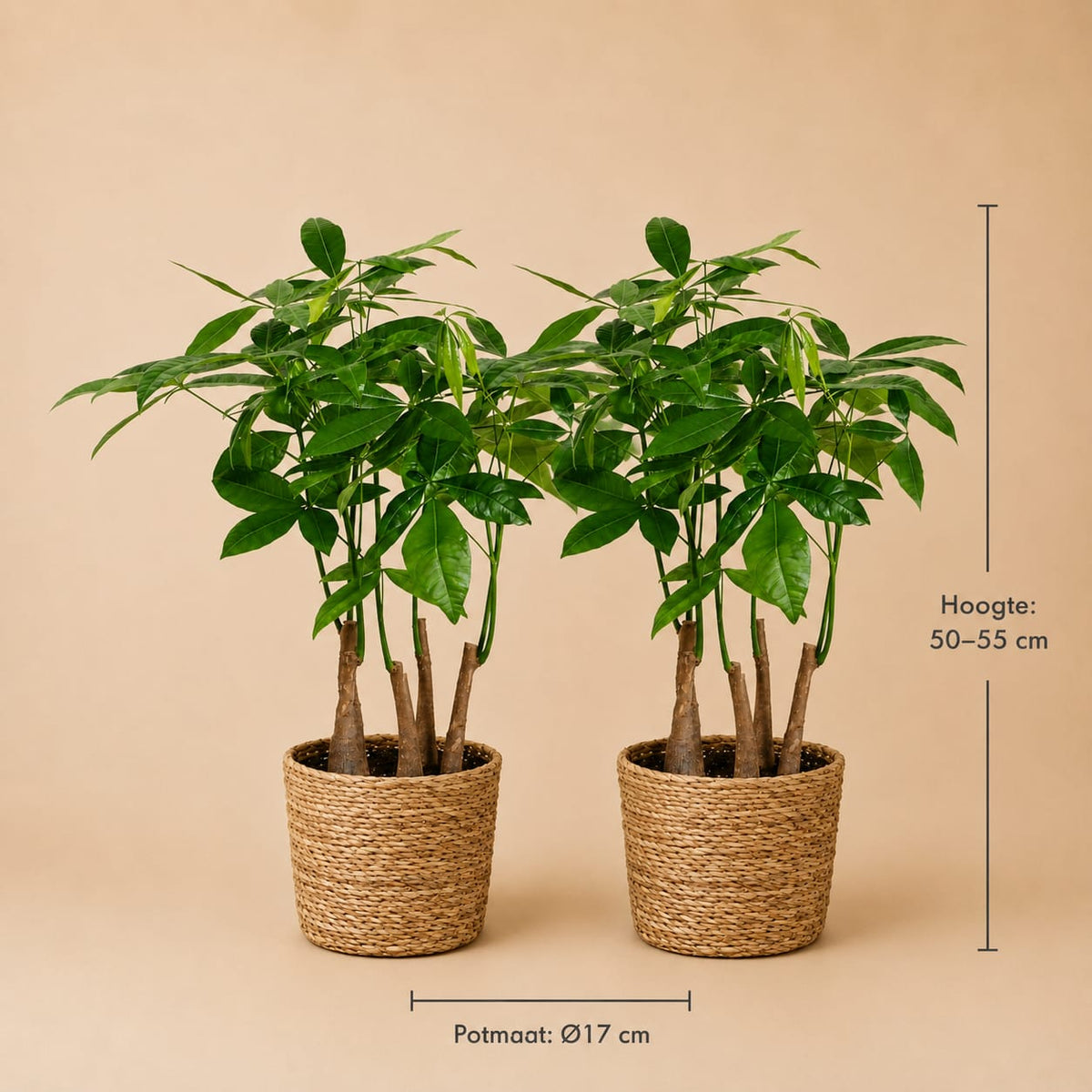 {{ product.title }} | Flora Cadeau