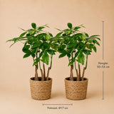 {{ product.title }} | Flora Cadeau