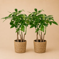 Verpakking — Pachira Aquatica (Geldboom) Multi Stam met Mand - Set van 2 - 50-55cm - Ø17