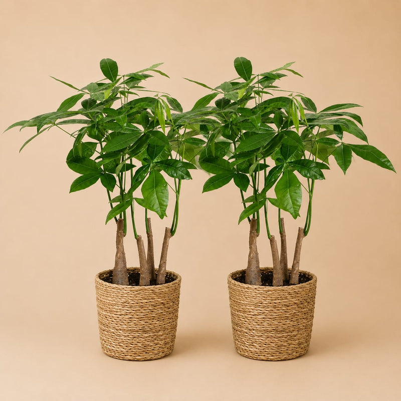 {{ product.title }} | Flora Cadeau