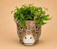 Verpakking — Peperomia Ang. Rocca Vivace + Planter Giraf - ↕15 cm - Ø11