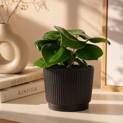 {{ product.title }} | Flora Cadeau