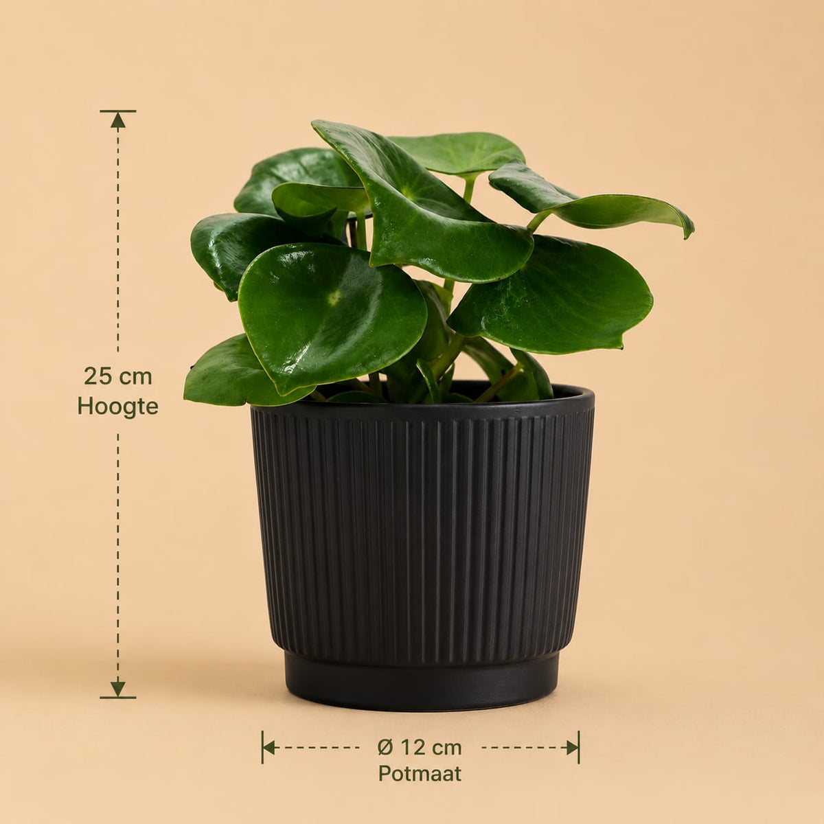 {{ product.title }} | Flora Cadeau