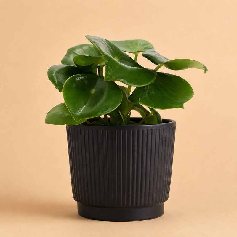 {{ product.title }} | Flora Cadeau