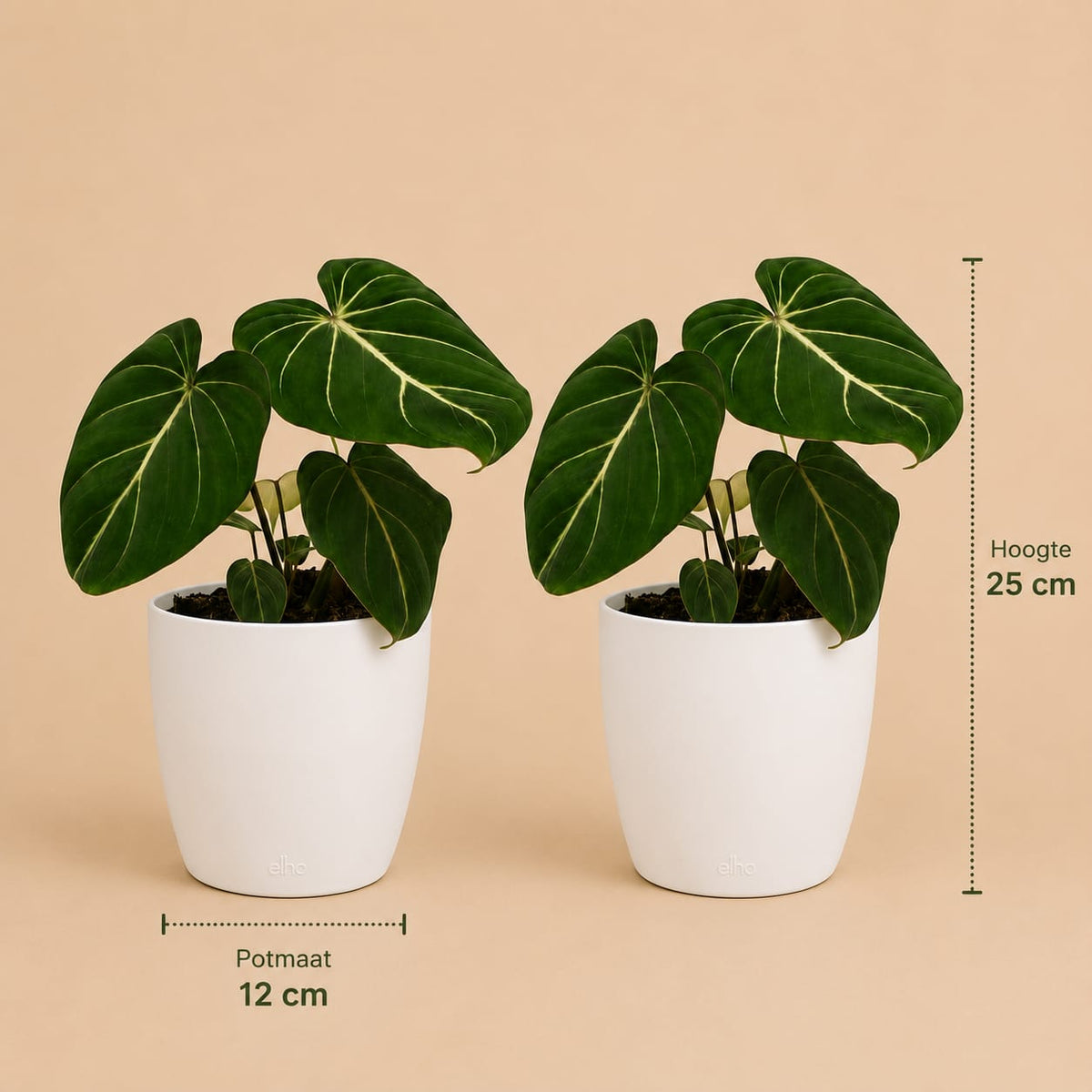 {{ product.title }} | Flora Cadeau