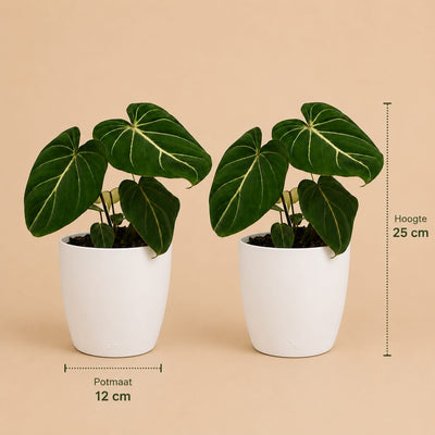 {{ product.title }} | Flora Cadeau