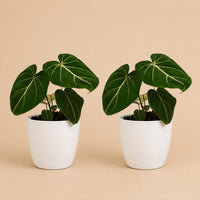 Verpakking — Philodendron Gloriosum - Glorie Philodendron - 2 Planten - met Potter Wit - Hoogte 25cm - Ø12cm