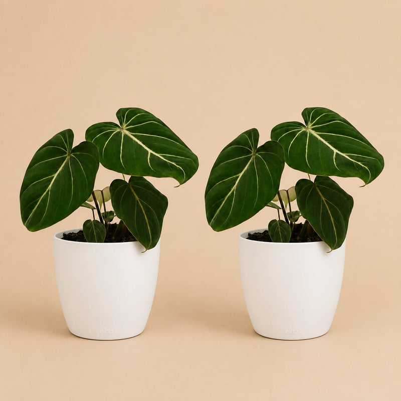 {{ product.title }} | Flora Cadeau