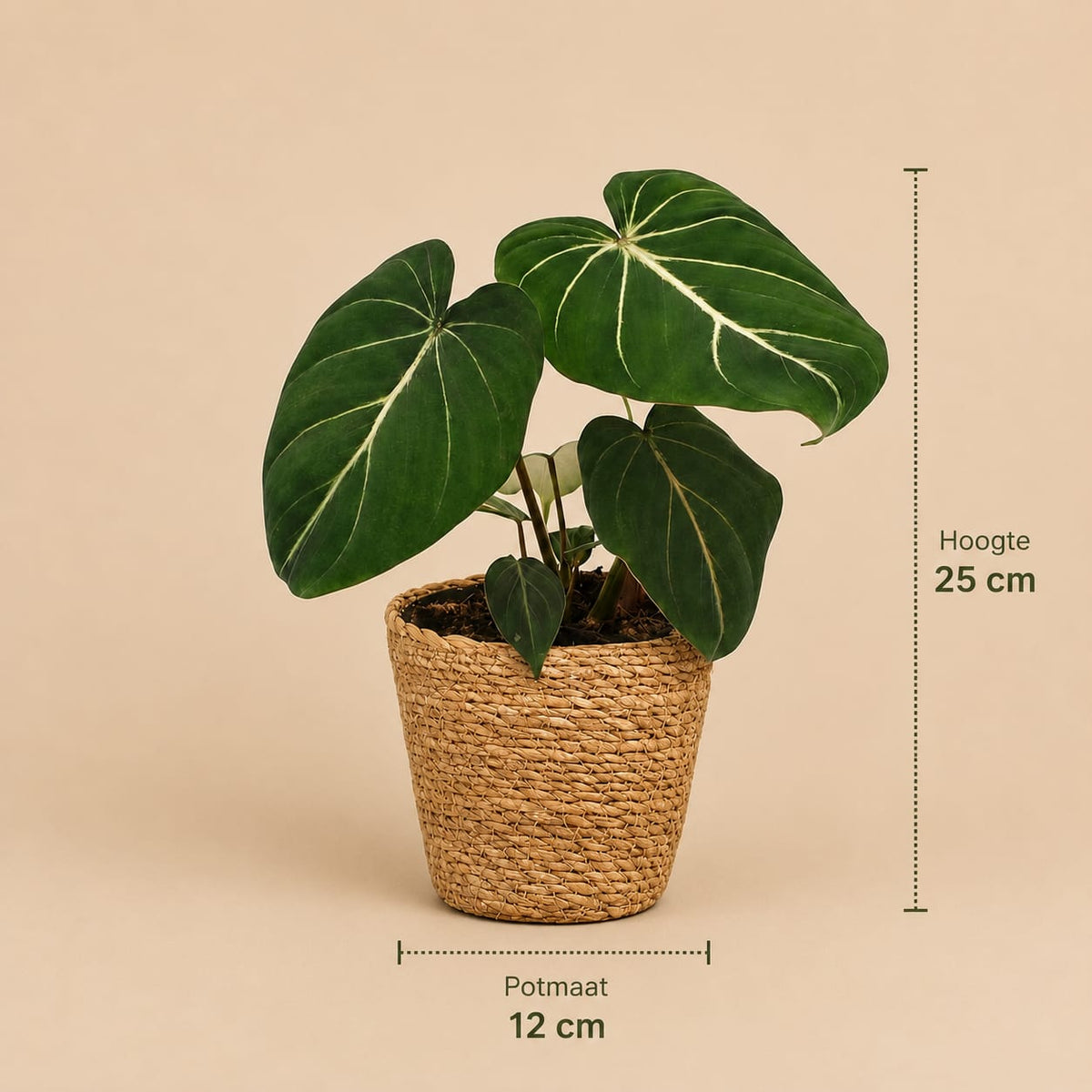 {{ product.title }} | Flora Cadeau