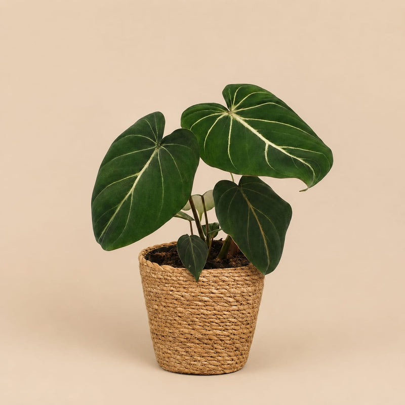 {{ product.title }} | Flora Cadeau