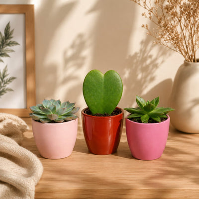 {{ product.title }} | Flora Cadeau