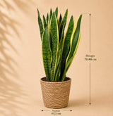 {{ product.title }} | Flora Cadeau