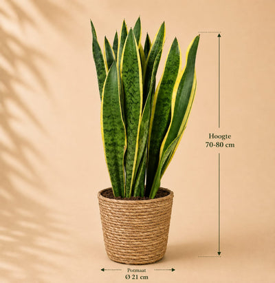 {{ product.title }} | Flora Cadeau