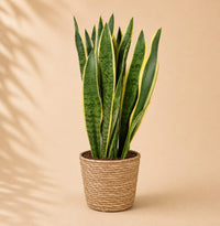 Verpakking — Sansevieria Laurentii (Vrouwentong) met Mand - 70-80 cm - Ø21