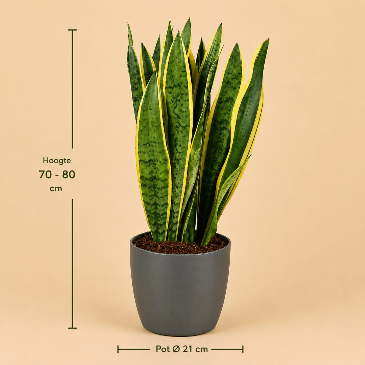 {{ product.title }} | Flora Cadeau