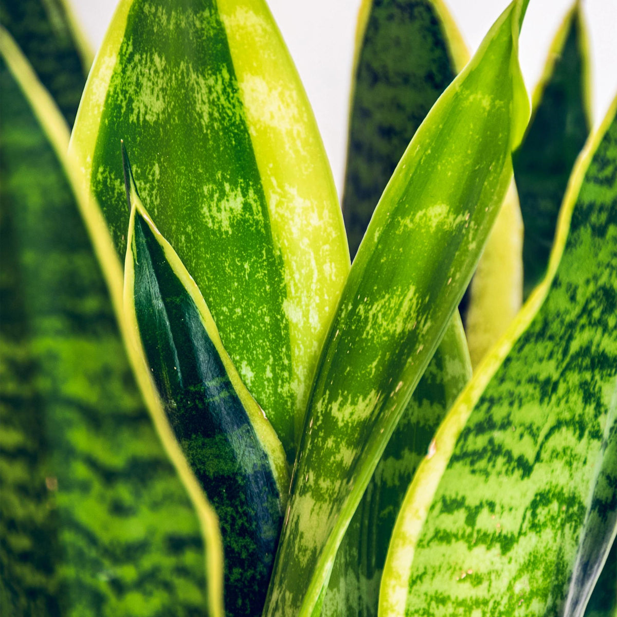 {{ product.title }} | Flora Cadeau