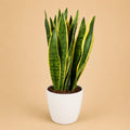 {{ product.title }} | Flora Cadeau