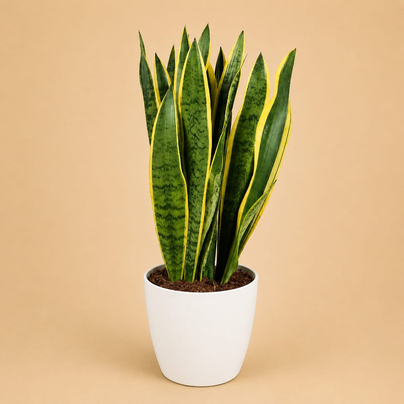{{ product.title }} | Flora Cadeau