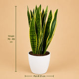 {{ product.title }} | Flora Cadeau