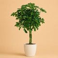 {{ product.title }} | Flora Cadeau