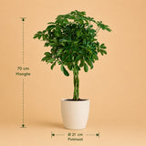 {{ product.title }} | Flora Cadeau