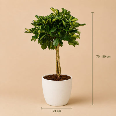 {{ product.title }} | Flora Cadeau