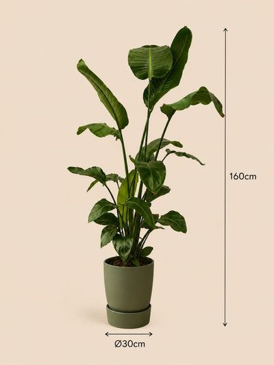 {{ product.title }} | Flora Cadeau